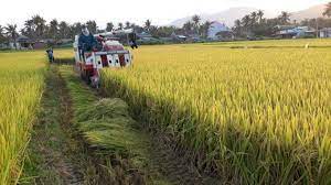 Toàn tỉnh thu hoạch được trên 85% diện tích lúa xuân